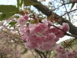 IMG_2591.gif