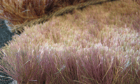IMG_2885.gif