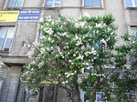 s-IMG_1520.jpg