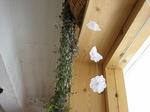 s-IMG_2303.jpg