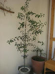s-IMG_2564.jpg