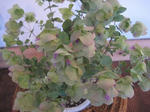 s-IMG_3520.jpg