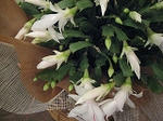 s-IMG_4082.jpg