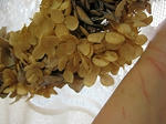s-IMG_4513.jpg