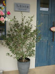 s-IMG_4611.jpg