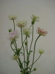 s-IMG_5174.jpg
