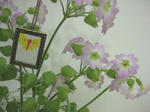 s-IMG_5271.jpg