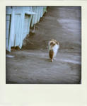 s-IMG_0089-pola.jpg