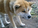 071208sakura.jpg