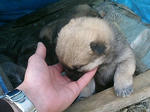 080119_wanko.jpg