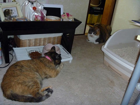 P10002842.jpg