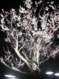 012-1.JPG