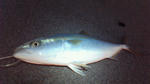 NEC_0160.JPG