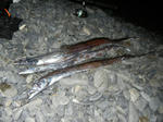 DSCN0342_081.JPG