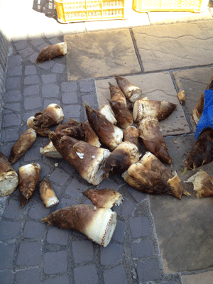 IMG_1212.gif