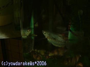20060504a