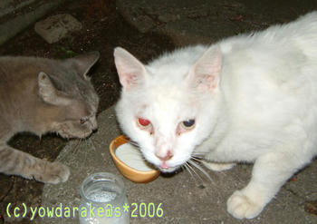 20060718-3
