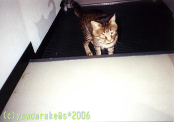 20060725-2