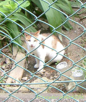 20060728