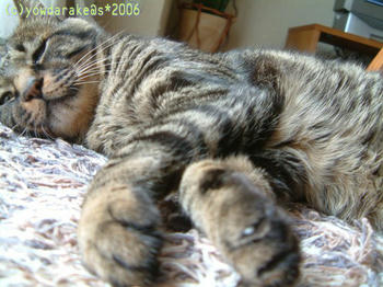 20061003-1