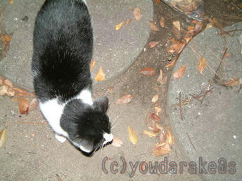 20061206-2
