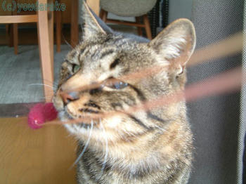 20070331-3