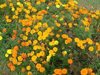 花1