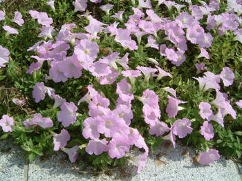 花2