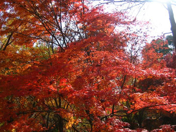 紅っ!