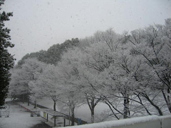 雪桜