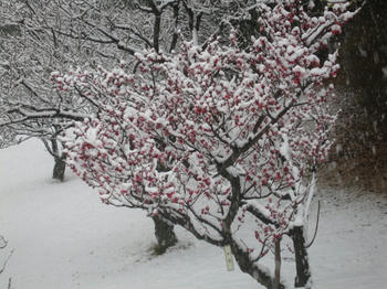 雪梅