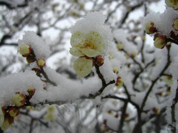 雪白梅