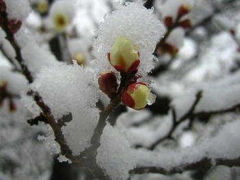 雪白梅つぼみ