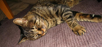 こたつに入りぱなし？