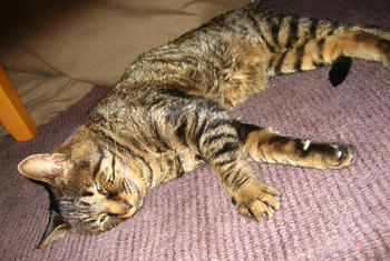 寒い日はこたつに限る