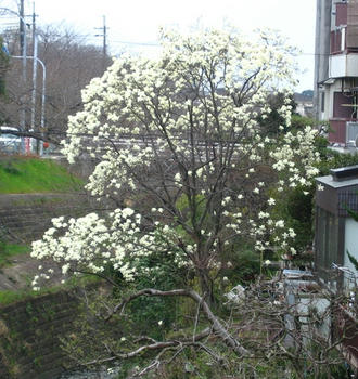 もくれん満開