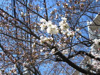 基準木より早かったで