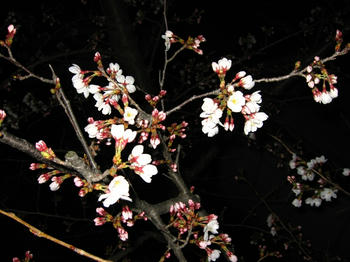 こちらも開花したで。