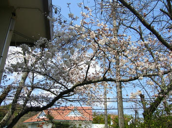 大池遊園の桜