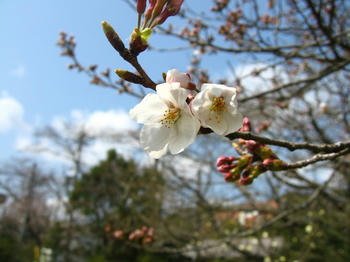 大池遊園の桜2