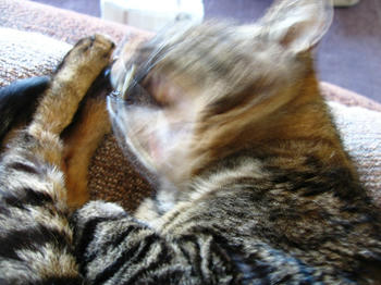 何かわからんで