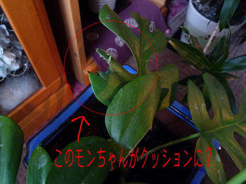 不幸中の幸い？？