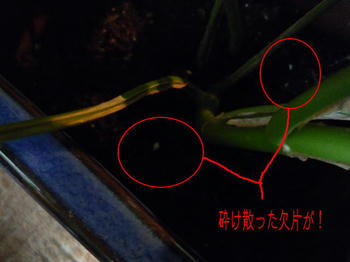 モンちゃんの肥やしに…