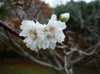 さ、桜？？