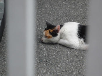 ぐたー
