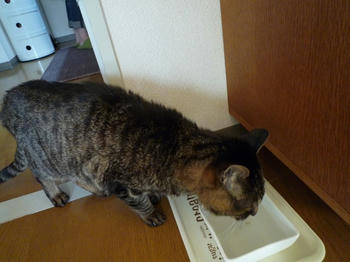のむ