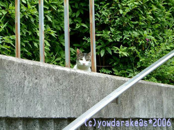 20060510a