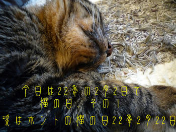 猫の日イブ？