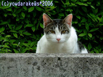 20060510b
