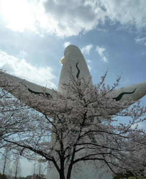 桜、背負う